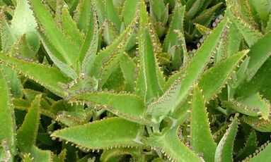Kalanchoe tinktura pro léčbu křečových žil